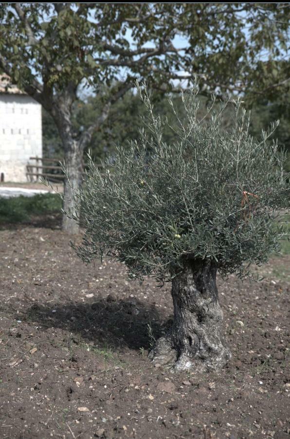 Agriturismo Il Parco Nusco Екстериор снимка